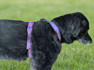 Non-Stop Dogwear Line Harness 5.0 - USED GEAR - FINAL SALE