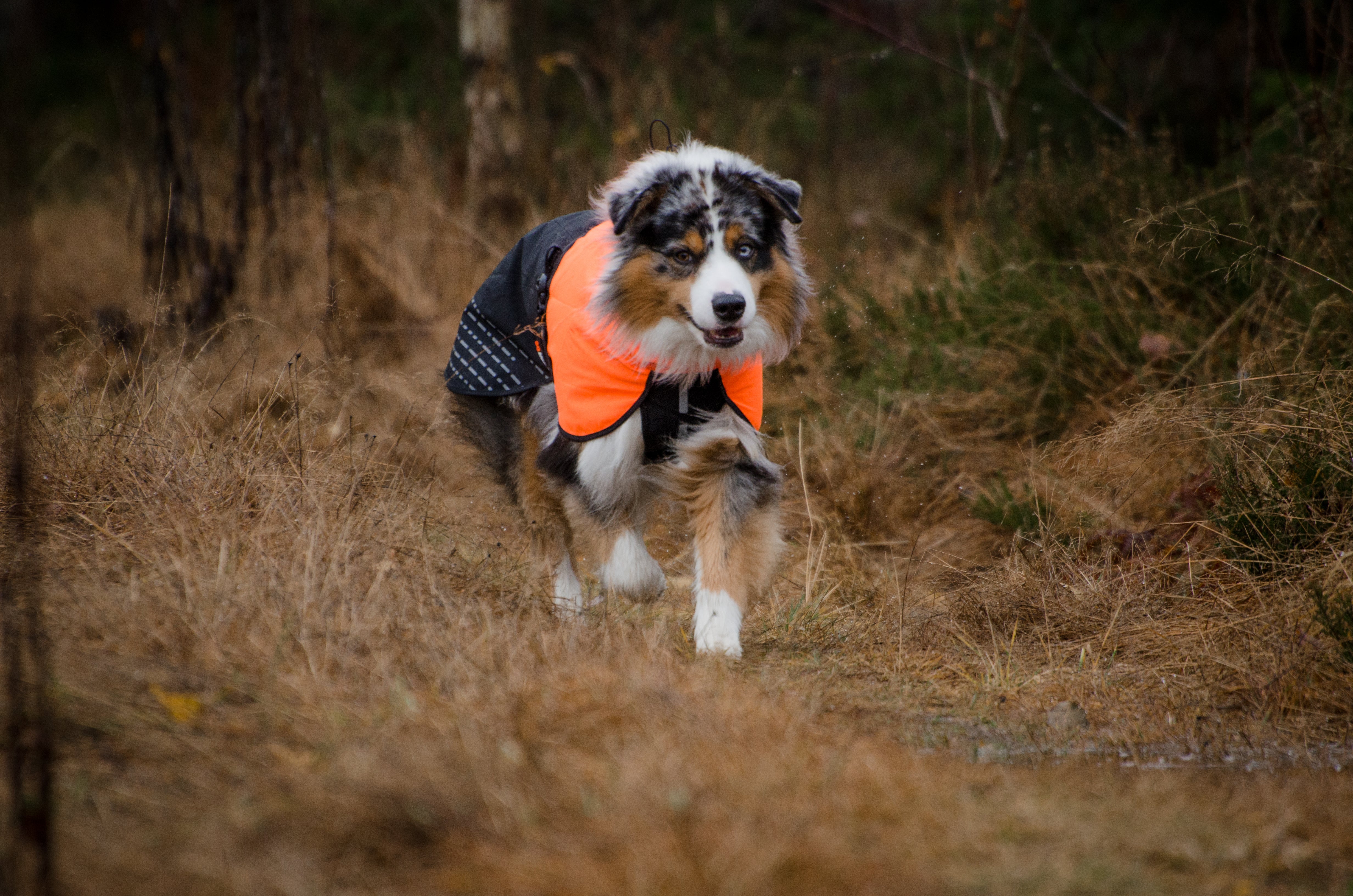 Non-Stop Dogwear Fjord Raincoat