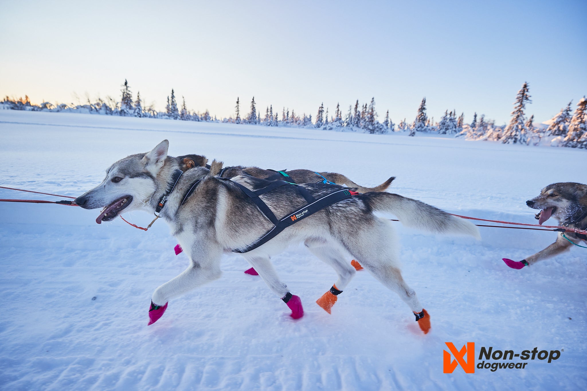 Non-Stop Dogwear Nansen Nome Harness 5.0
