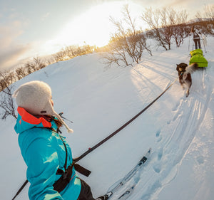 Non-Stop Dogwear Touring Bungee Leash