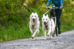 Non-Stop Dogwear Bike Antenna KLICKfix