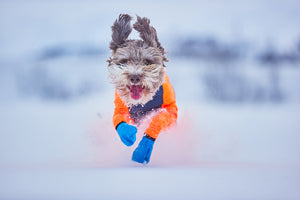 Non-Stop Dogwear Long Distance Bootie