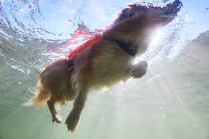 Non-Stop Dogwear Protector Life Jacket