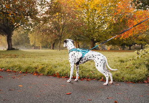 Non-Stop Dogwear Rush Harness