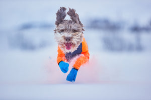 Non-Stop Dogwear Protector Snow
