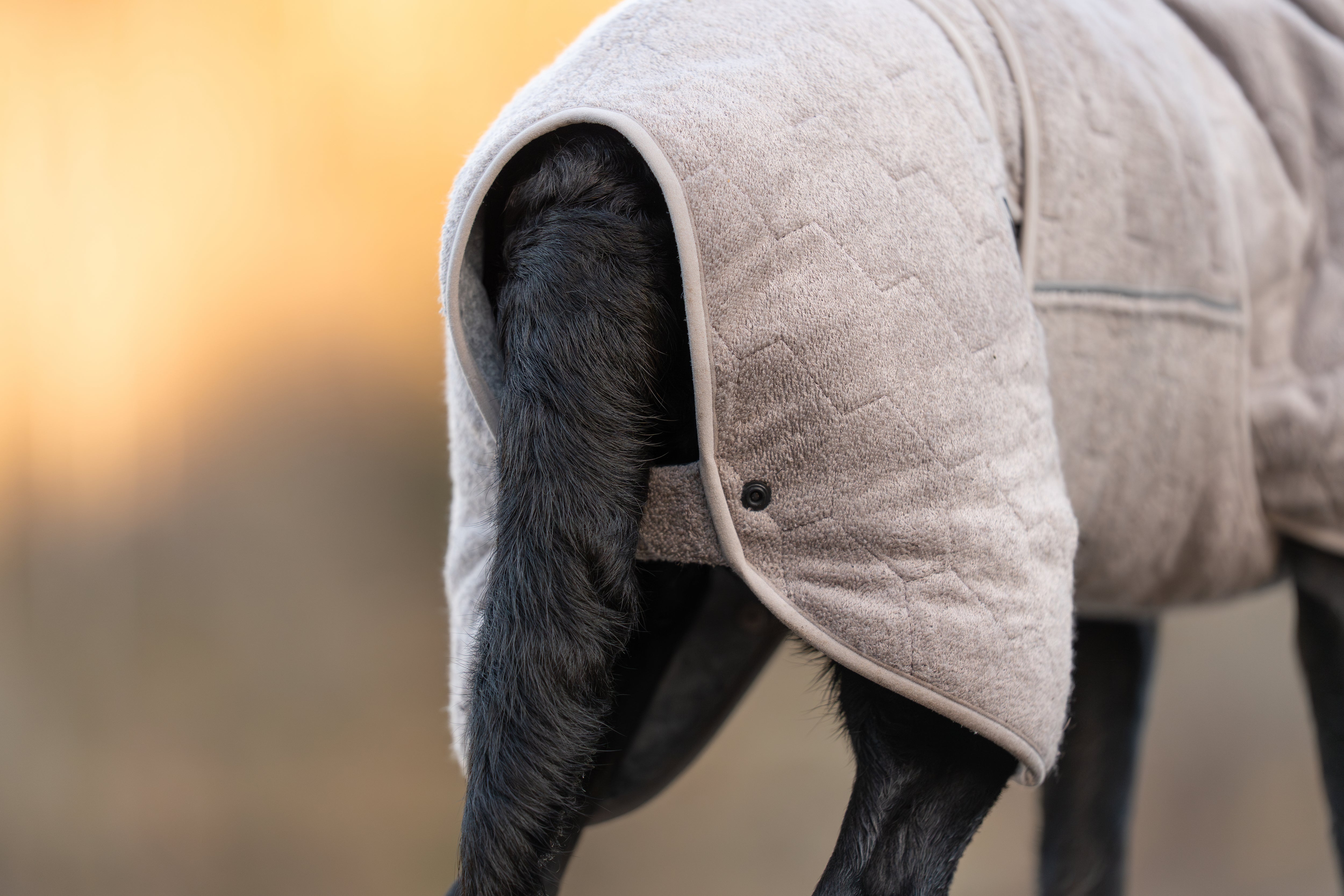 Non-Stop Dogwear Drying Coat