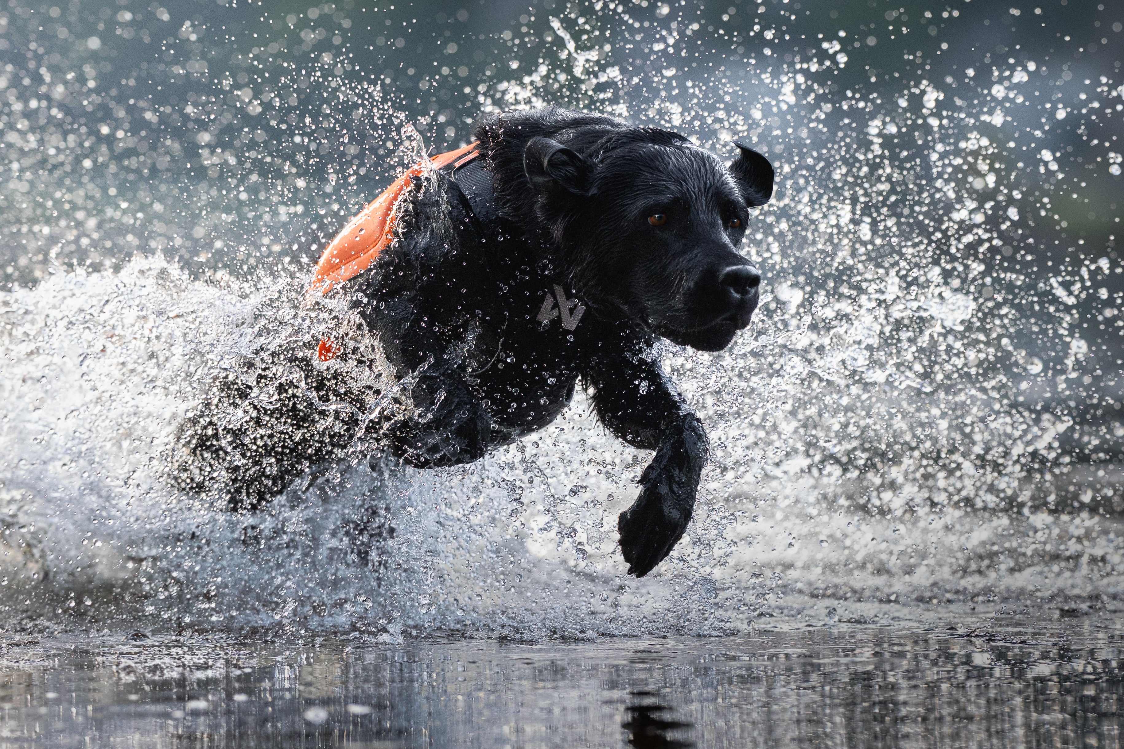 Non-Stop Dogwear Protector Neoprene Vest