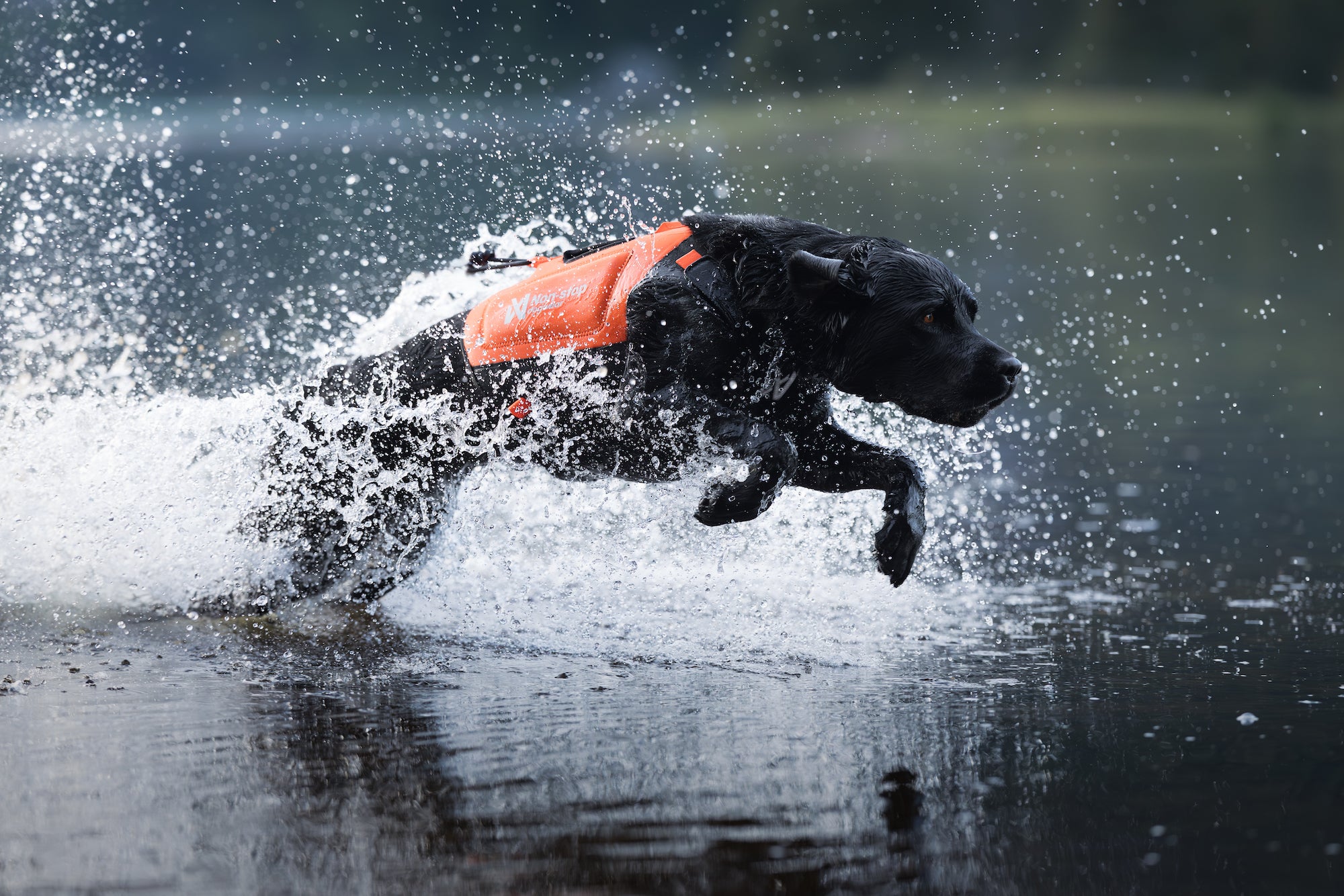 Non-Stop Dogwear Protector Neoprene Vest