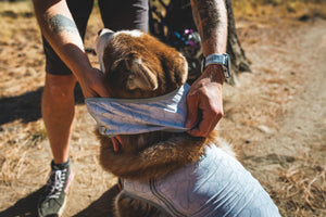 Ruffwear Swamp Cooler™ Cooling Neck Gaiter