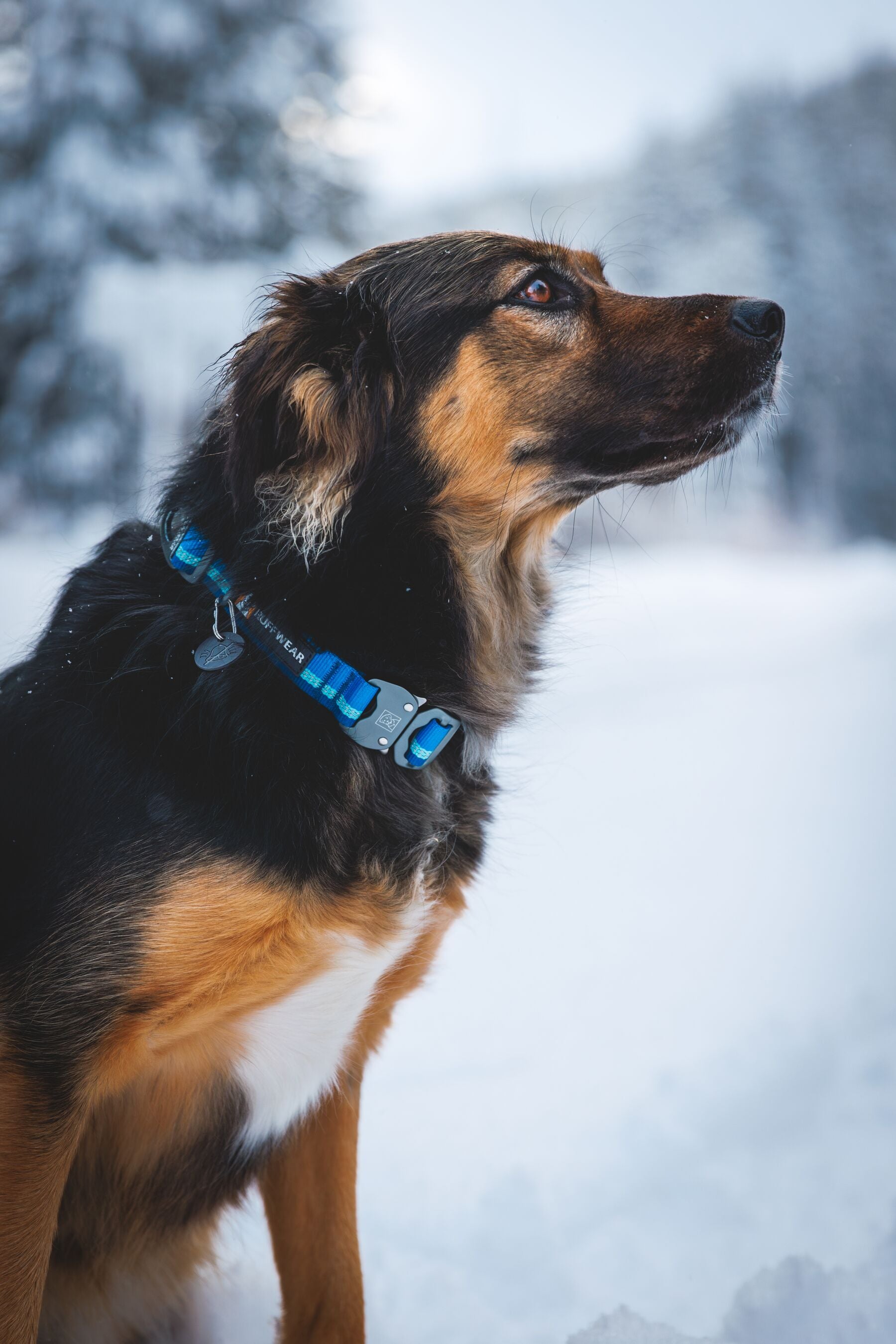 Ruffwear Top Rope Collar