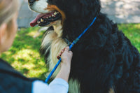 Ruffwear Just-a-Cinch Leash