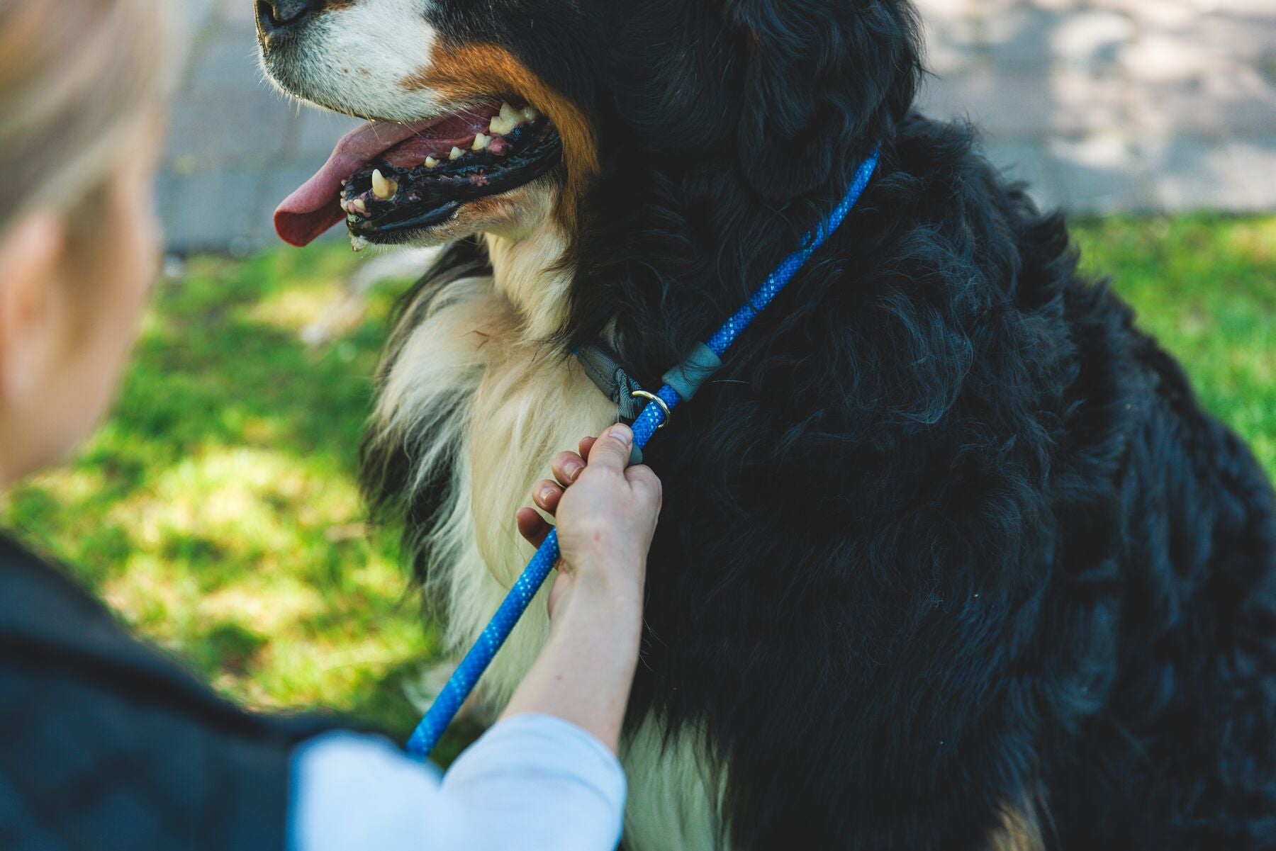 Ruffwear Just-a-Cinch Leash