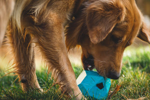Ruffwear Gnawt-a-Rock