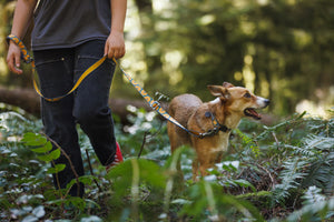 Ruffwear Crag EX Leash