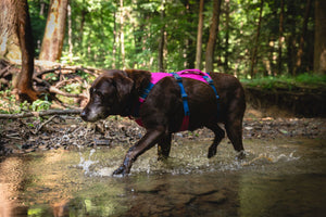 Ruffwear Flagline Harness