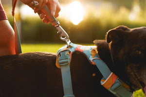 Ruffwear Front Range Leash
