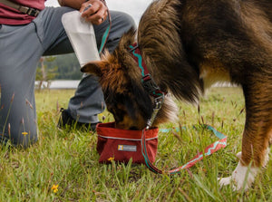 Ruffwear Flat Out Collar - Final Sale*