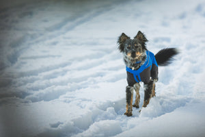 Ruffwear Vert™ Coverall Dog Snow Suit