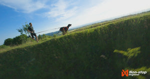Non-Stop Dogwear Freemotion Harness 5.0
