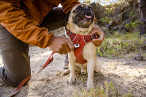 Ruffwear Front Range Leash