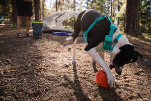 Ruffwear Gnawt-a-Rock