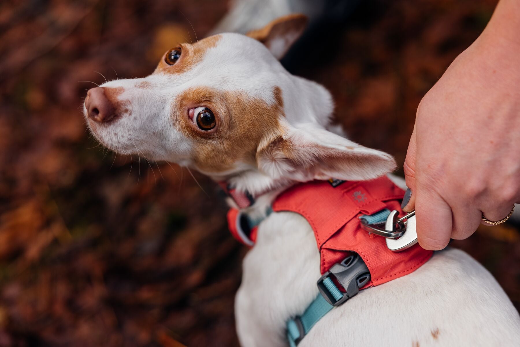 Ruffwear Hi & Light Harness