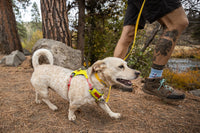Ruffwear Hi & Light Harness