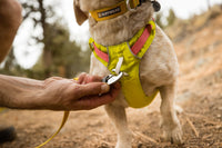 Ruffwear Hi & Light Harness