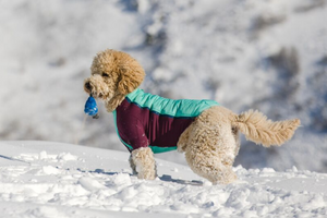 Ruffwear Powder Hound Jacket