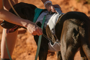 Ruffwear Swamp Cooler Harness - Final Sale*