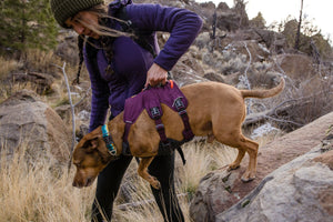 Ruffwear Web Master Harness - Final Sale*