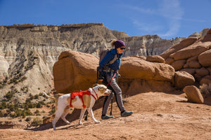 Ruffwear Web Master Harness - Final Sale*