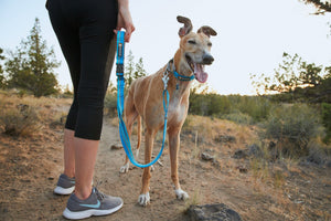 Ruffwear Web Reaction Martingale Collar with Buckle