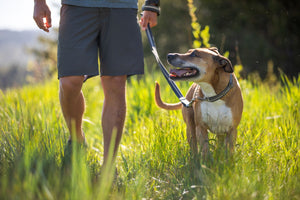 Ruffwear Chain Reaction Martingale Collar - Final Sale*