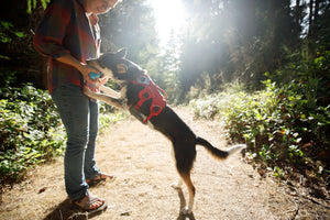 Ruffwear Brush Guard: Harness Add-On