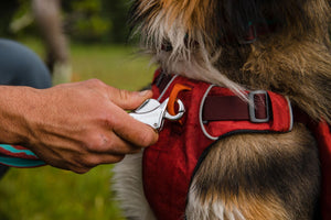 Ruffwear Switchbak Harness