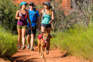 Ruffwear Singletrak Pack - USED GEAR - FINAL SALE*