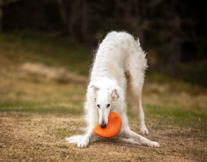 Non-Stop Dogwear Flying Disc Dog Toy