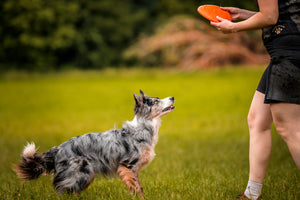 Non-Stop Dogwear Flying Disc Dog Toy