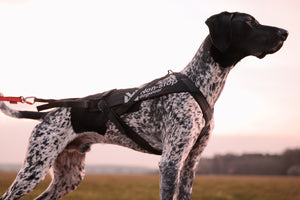 Non-Stop Dogwear Freemotion Harness Pro