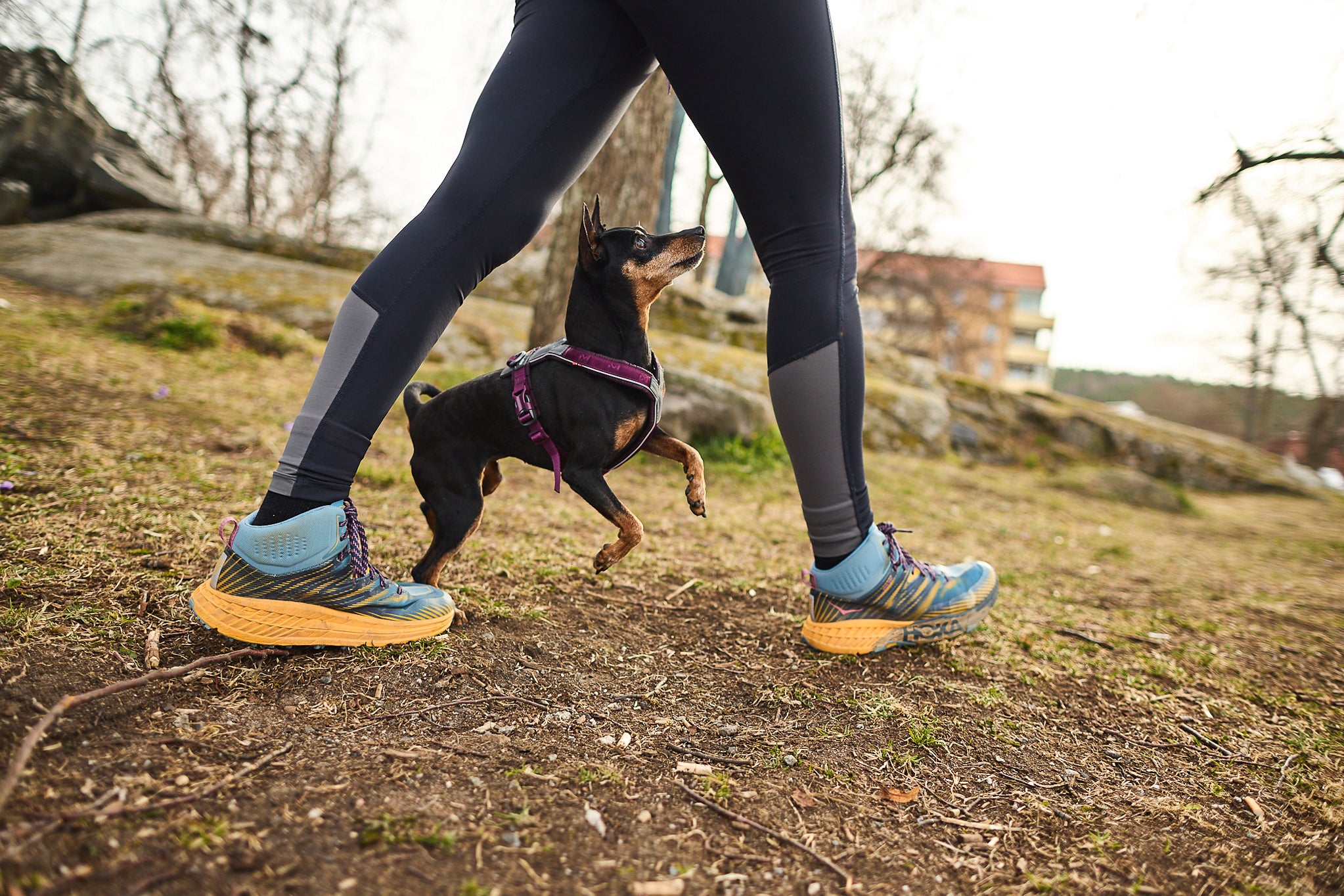Non-Stop Dogwear - Harnais et équipement pour chiens sportifs Non-Stop Dogwear - Harnais et équipement pour chiens sportifs