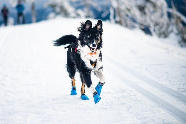 マッドドッグ240 ランカーパンカー DRT deps ブルーブルー Non-Stop Dogwear Long Distance Bootie | Canada | Dog Boots - See