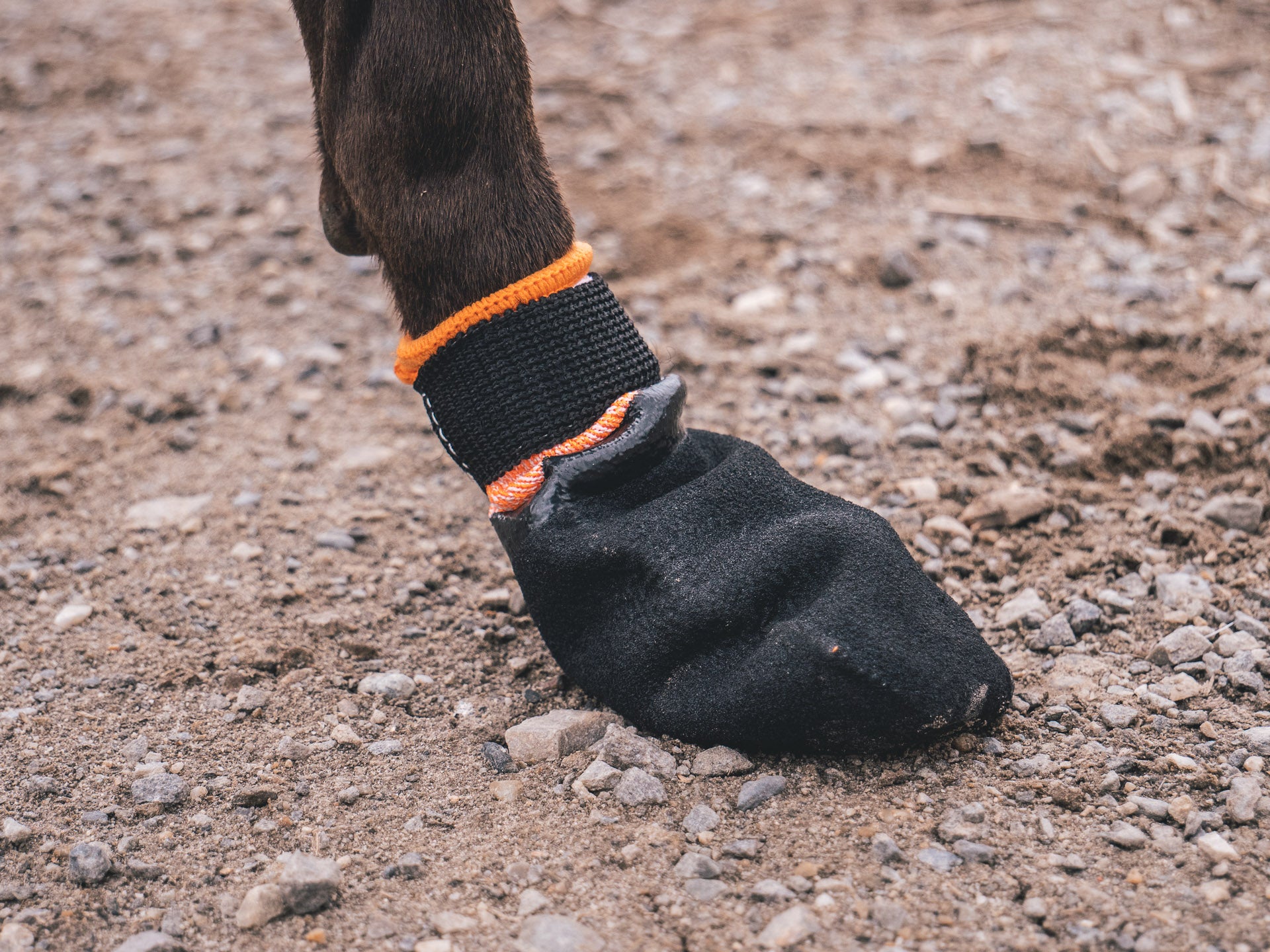 Non-Stop Dogwear Protector Bootie | Canada | Dog Boots - See