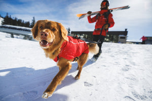 Ruffwear Powder Hound™ Waterproof Insulated Vest