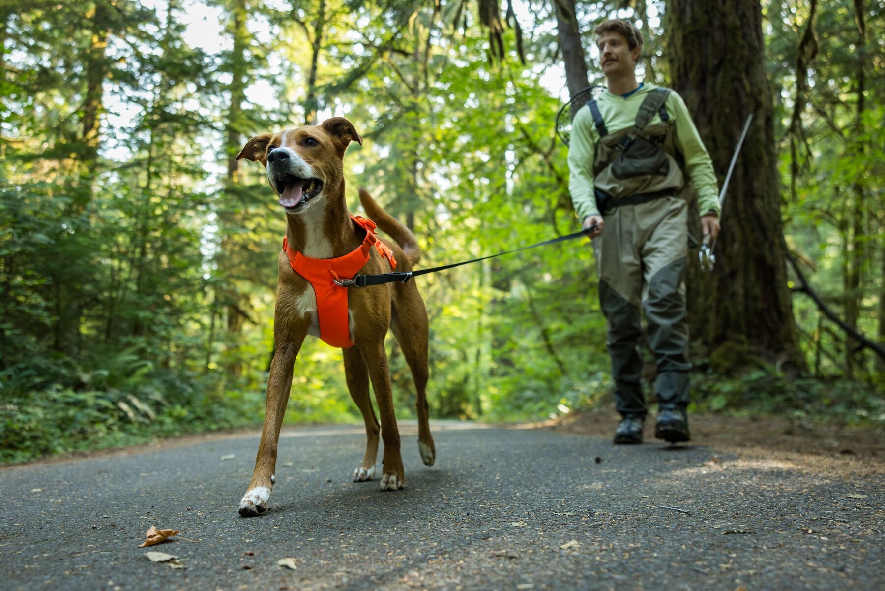 Ruffwear Web Master Harness | Canada - See SAWYER Run