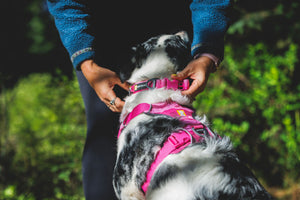 Ruffwear Front Range Harness