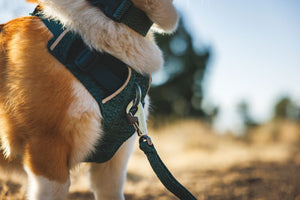 Ruffwear Front Range® Flex Harness