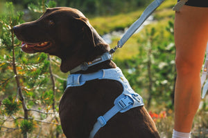 Ruffwear Front Range® Flex Harness