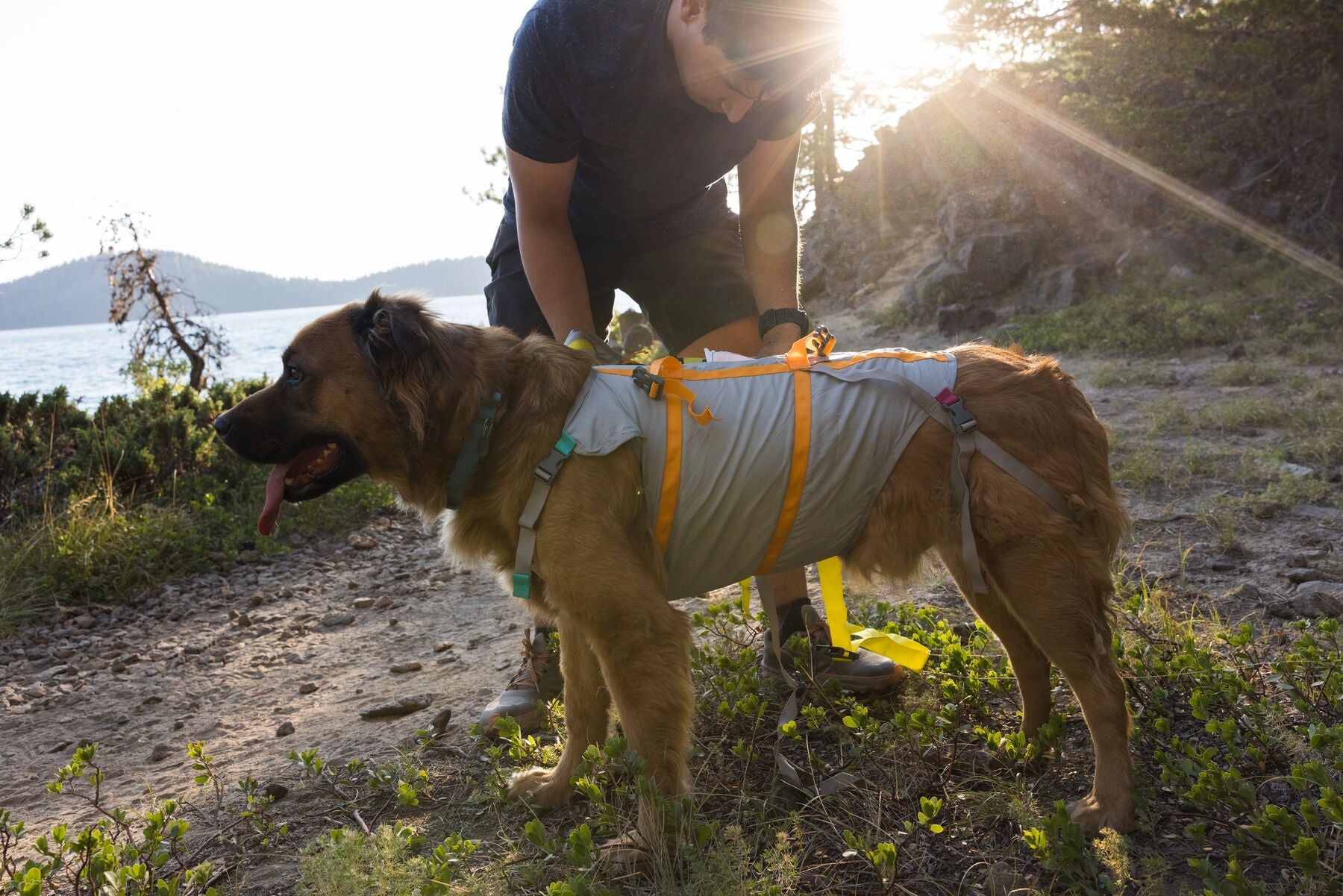 Dog walking safety gear outlet