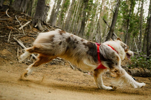 Ruffwear Front Range® Flex Harness